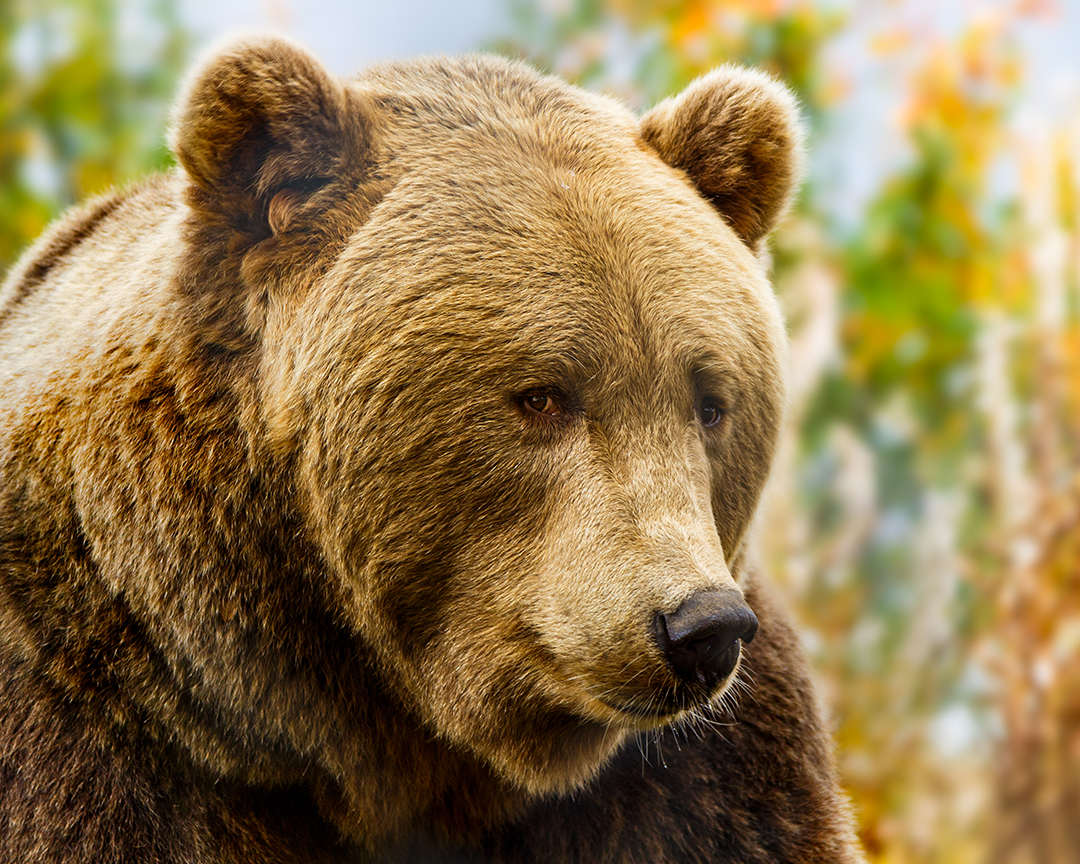Wildlife Photography